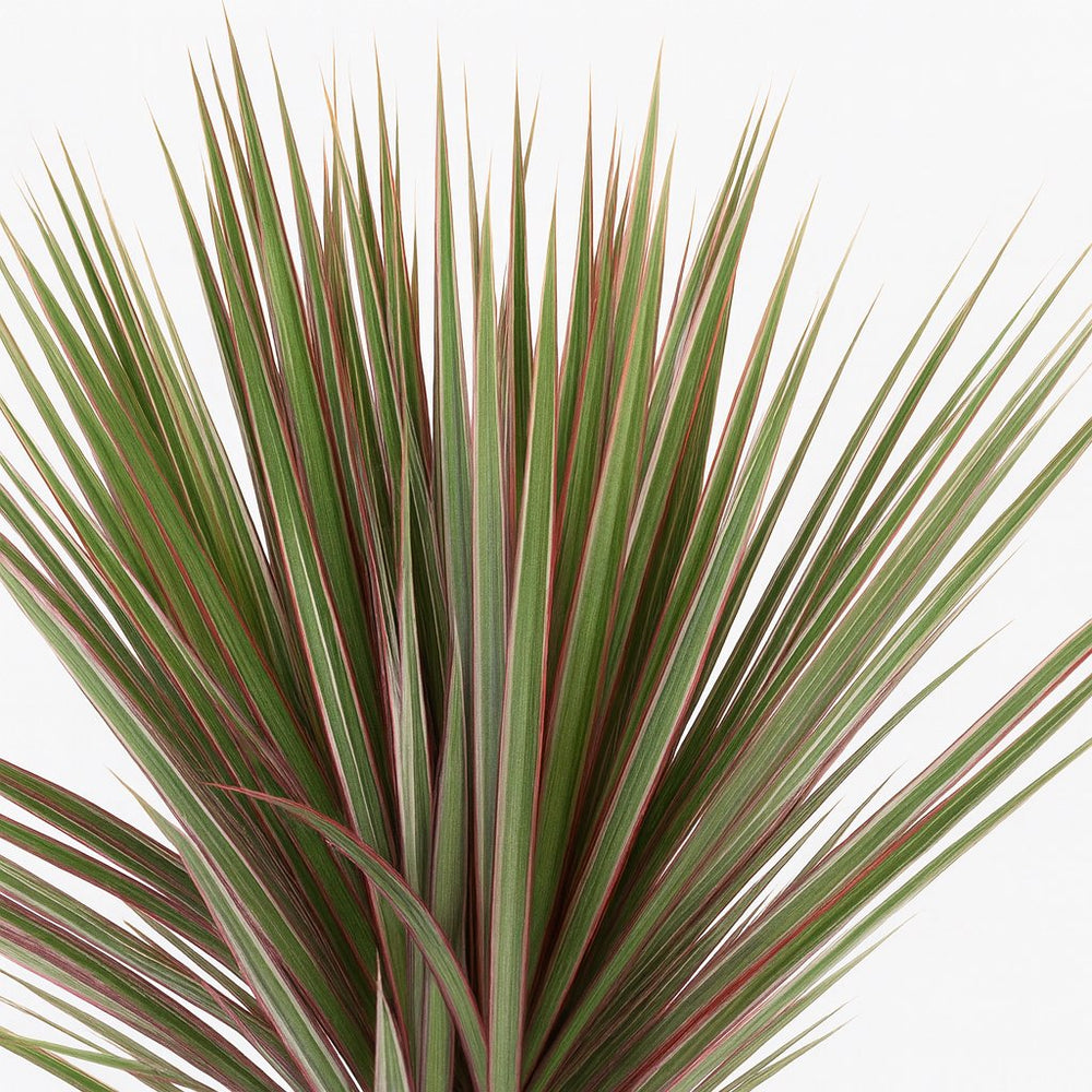 Dracaena Bicolor 95cm im Ø21cm Topf Nahaufnahme