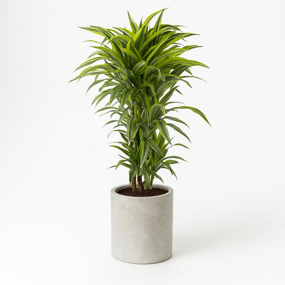 Dracaena Lemon Lime 120cm im 27cm Topf