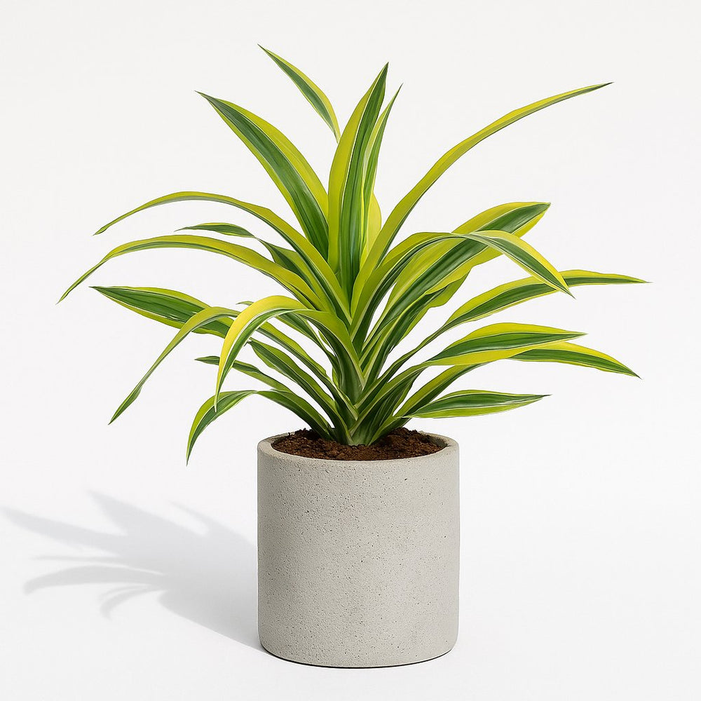 Dracaena Lemon Lime 40cm im 17cm Topf