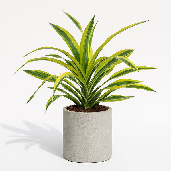 Dracaena Lemon Lime 40cm im 17cm Topf