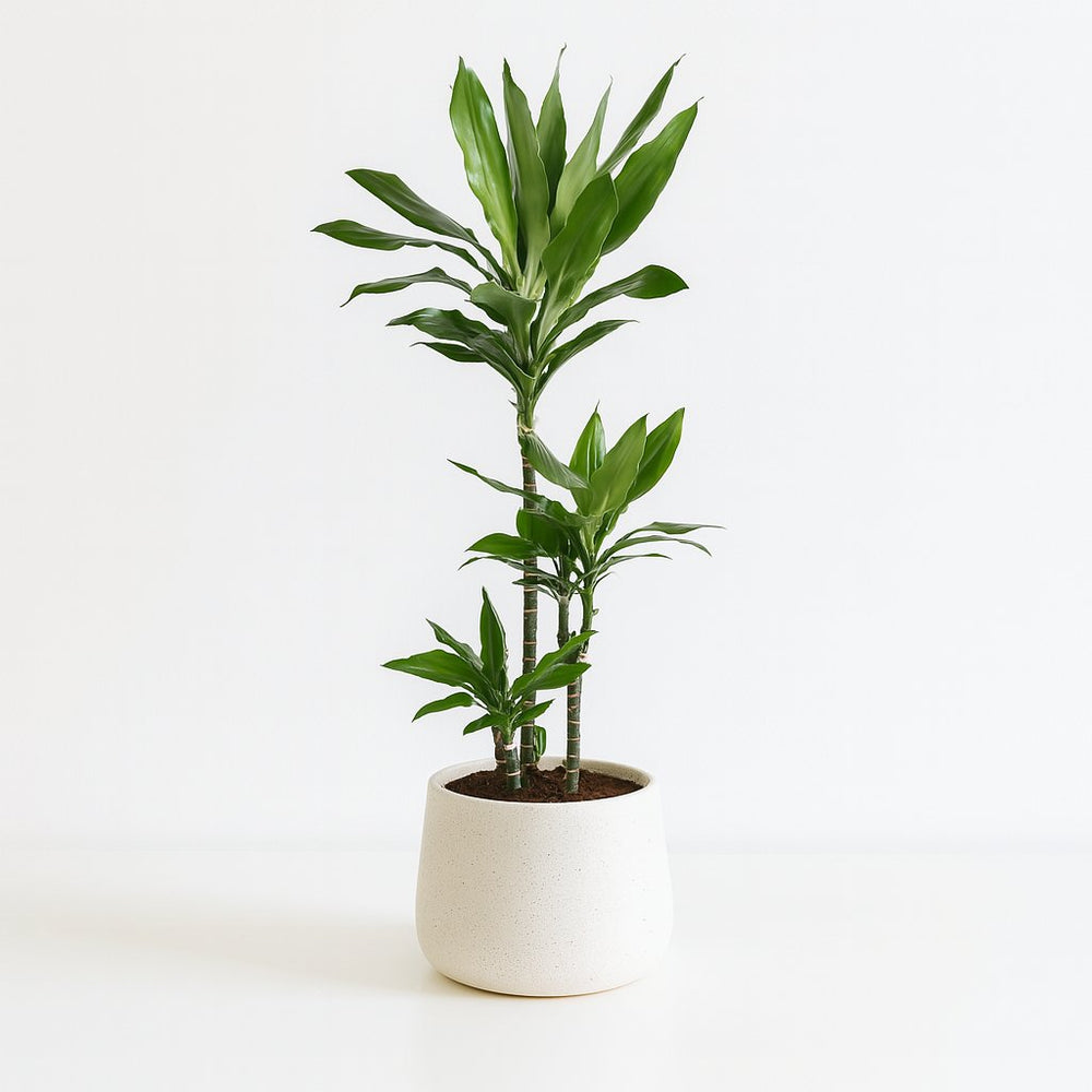 Dracaena Janet Lind 130cm im Ø24cm Topf