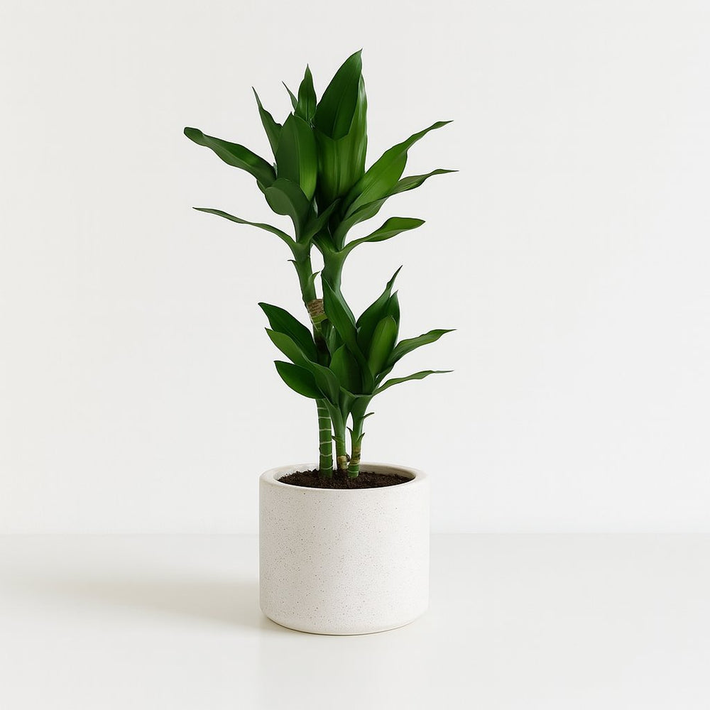 Dracaena Janet Lind 70cm im Ø17cm Topf