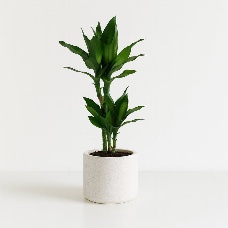 Dracaena Janet Lind Detail