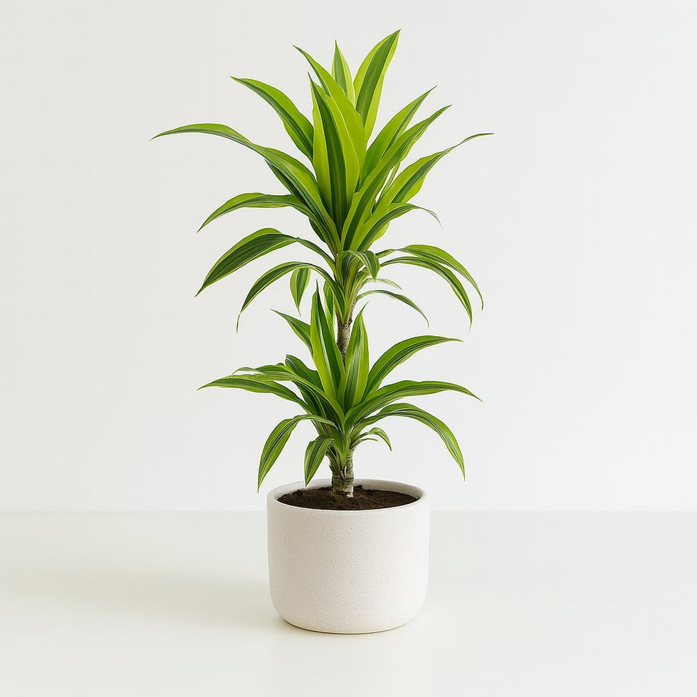 Dracaena Lemon Lime 65cm im 17cm Topf