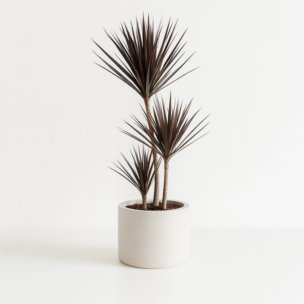 Dracaena Magenta 120cm im Ø21cm Topf