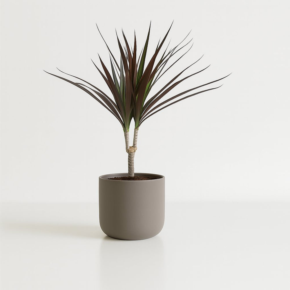 Dracaena Magenta 50cm im Ø12cm Topf
