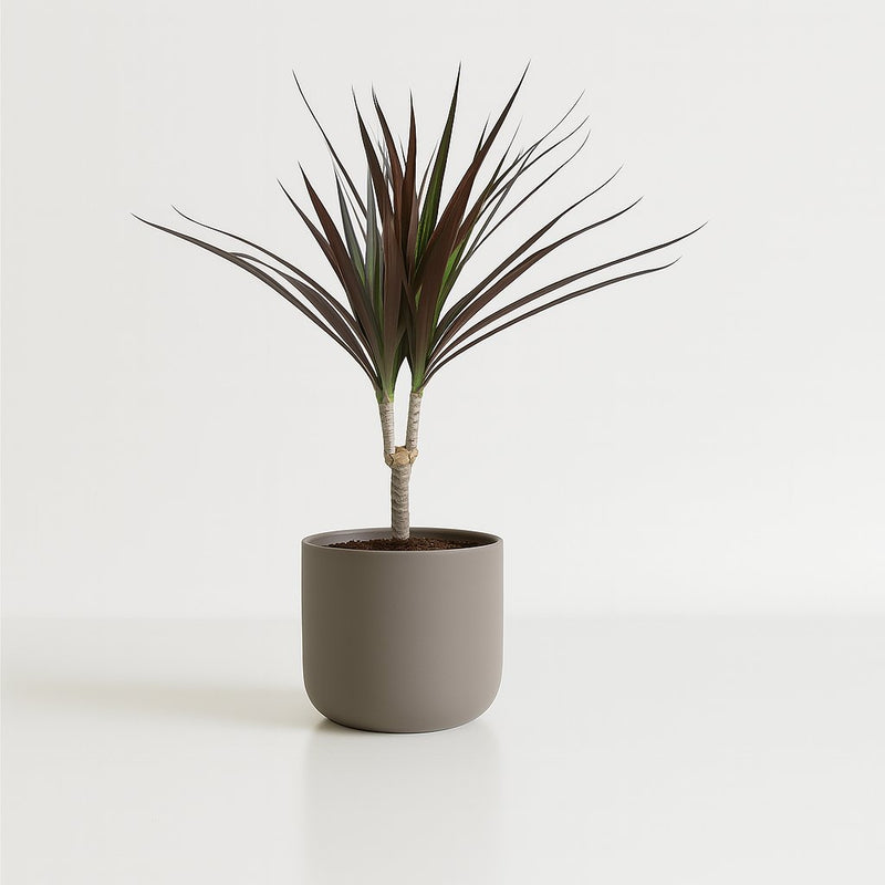Dracaena Magenta Detail