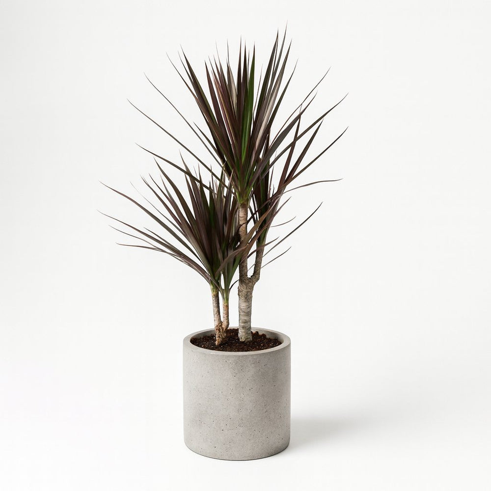 Dracaena Magenta 80cm im Ø17cm Topf