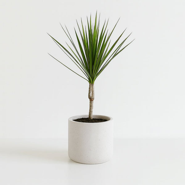 Dracaena Marginata 55cm im 14cm Topf