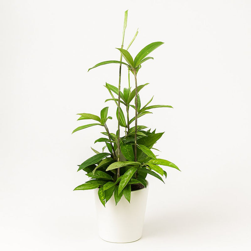 Dracaena Surculosa Detail