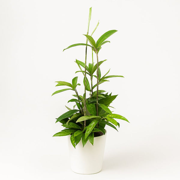 Dracaena Surculosa 55cm im 17cm Topf