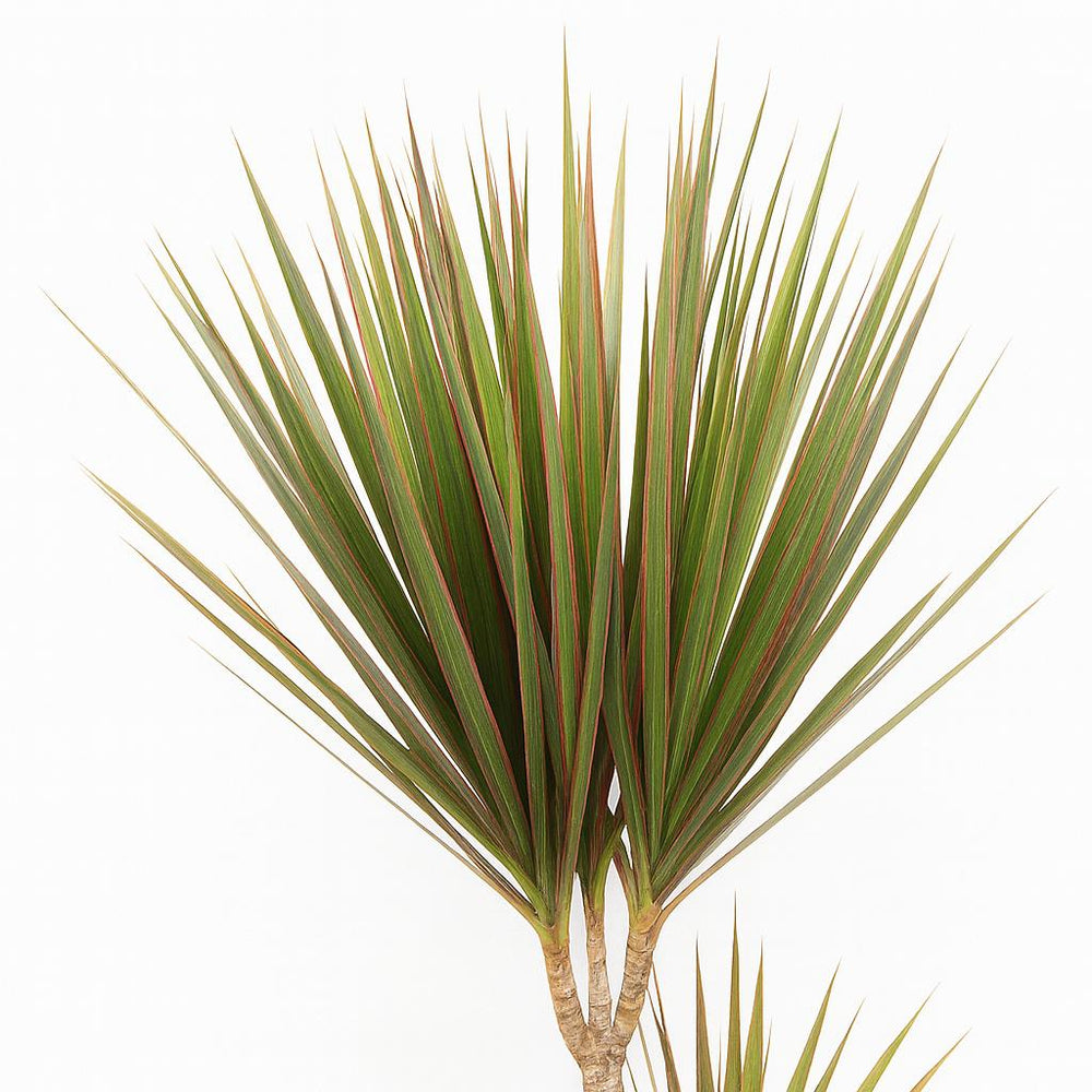 Dracaena Bicolor 115cm im Ø24cm Topf Nahaufnahme