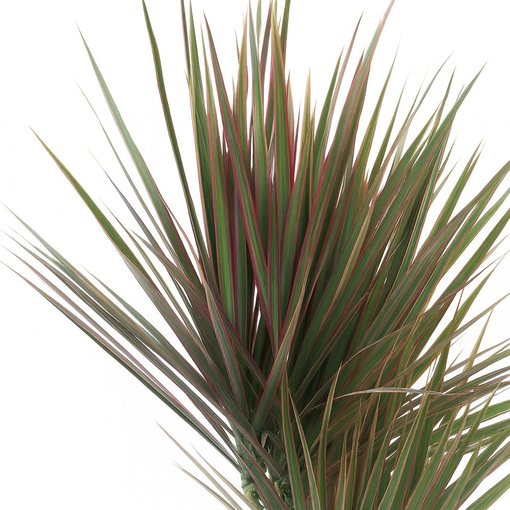 Dracaena Bicolor 75cm im Ø17cm Topf Nahaufnahme