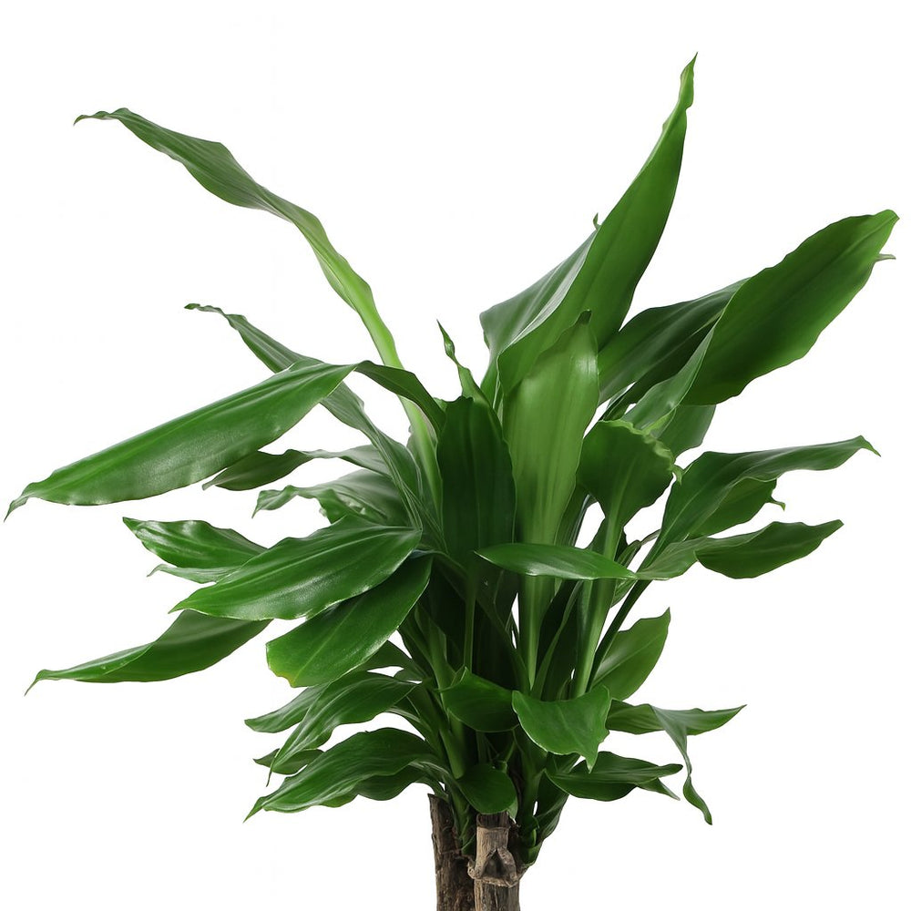 Dracaena Fagrans Steudneri Green 55cm im 17cm Topf Nahaufnahme