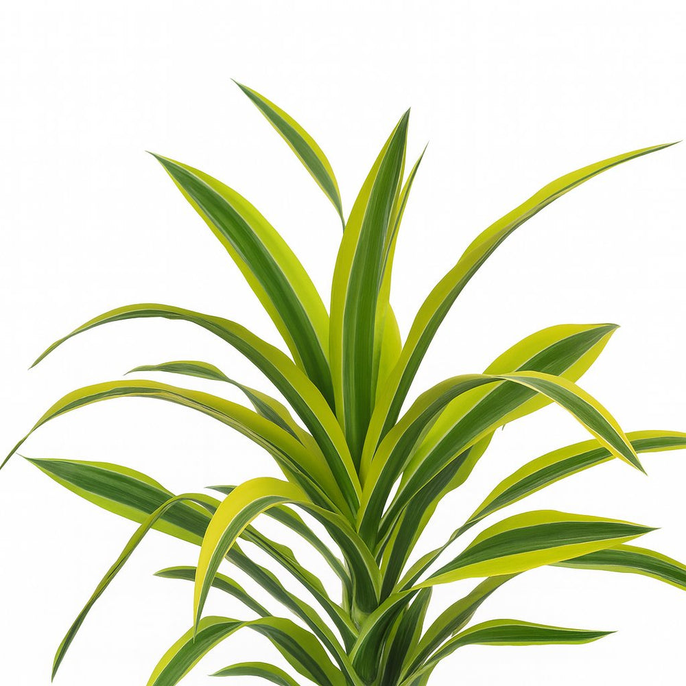 Dracaena Lemon Lime 40cm im 17cm Topf Nahaufnahme