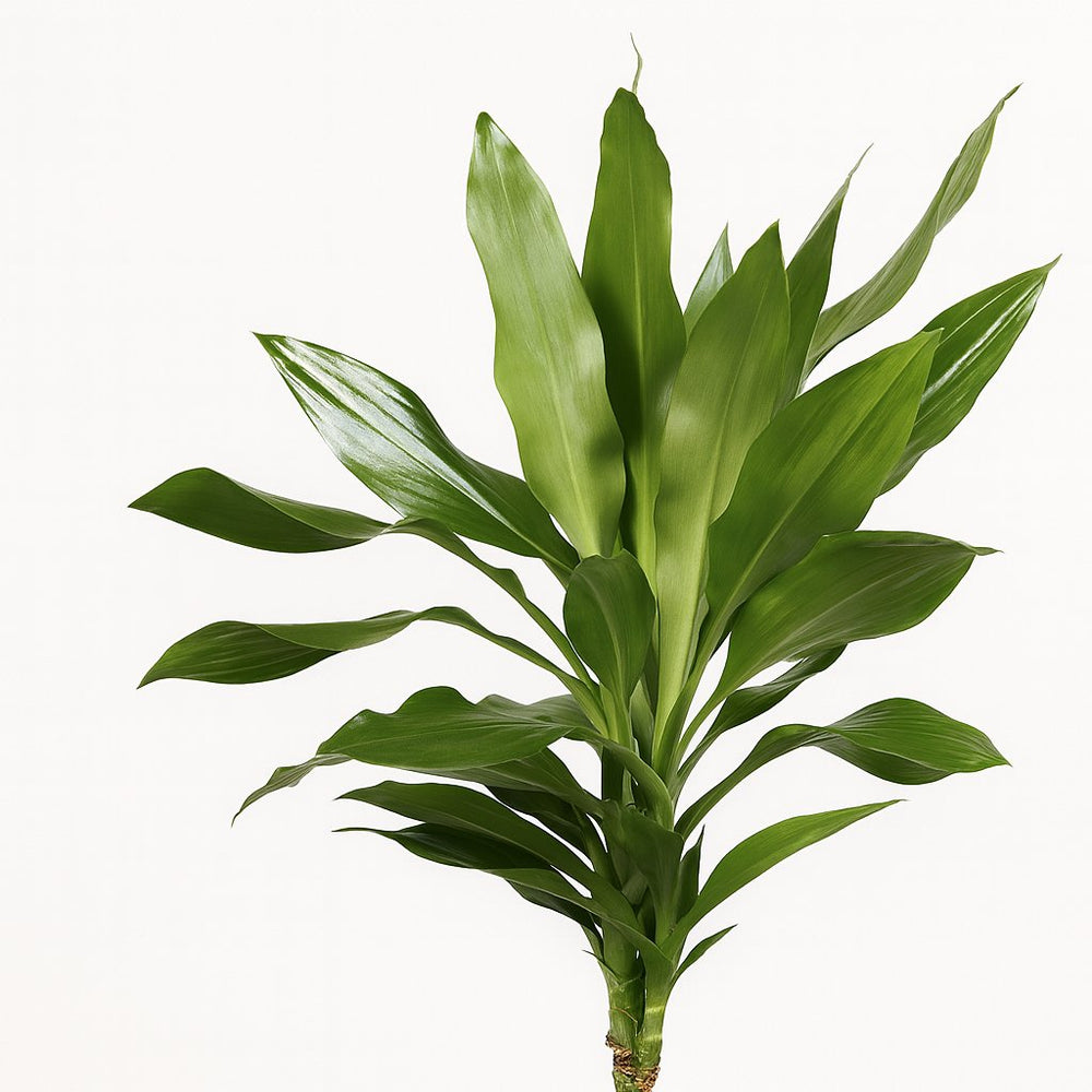 Dracaena Janet Lind 130cm im Ø24cm Topf Nahaufnahme