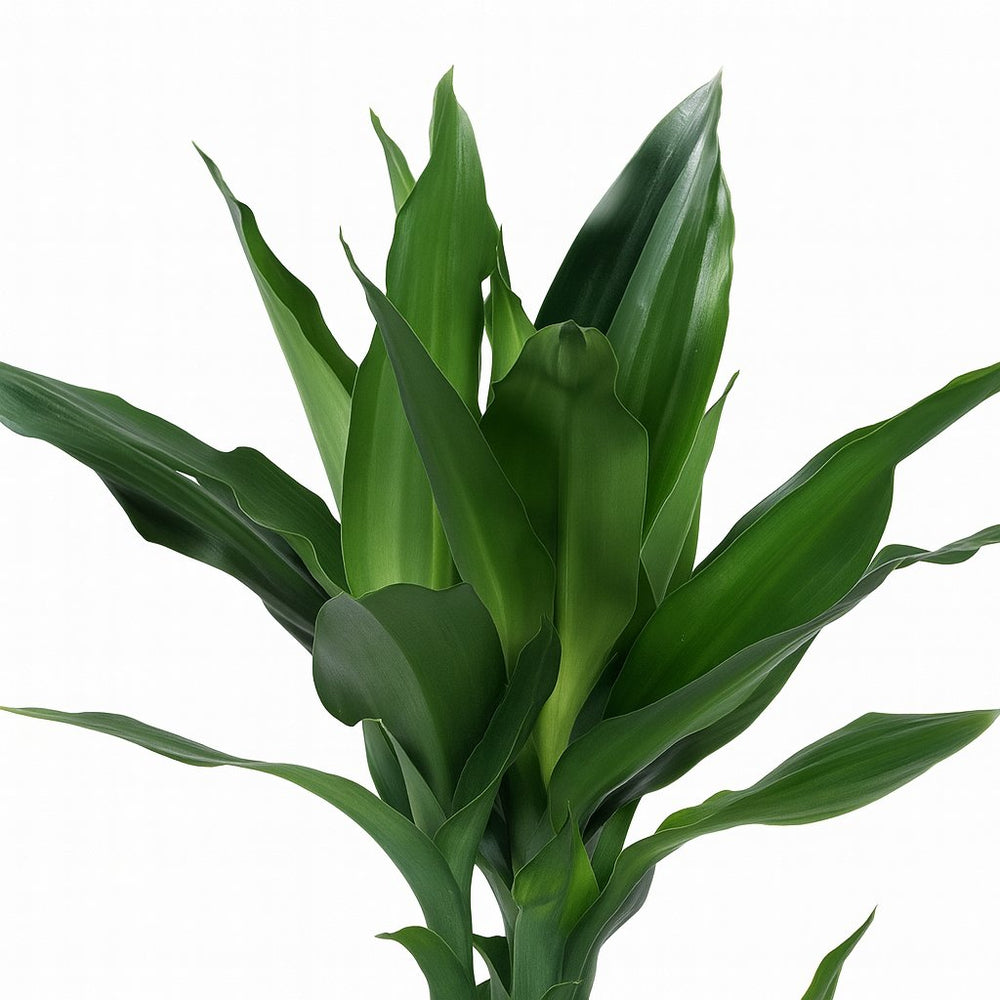 Dracaena Janet Lind 70cm im Ø17cm Topf Nahaufnahme