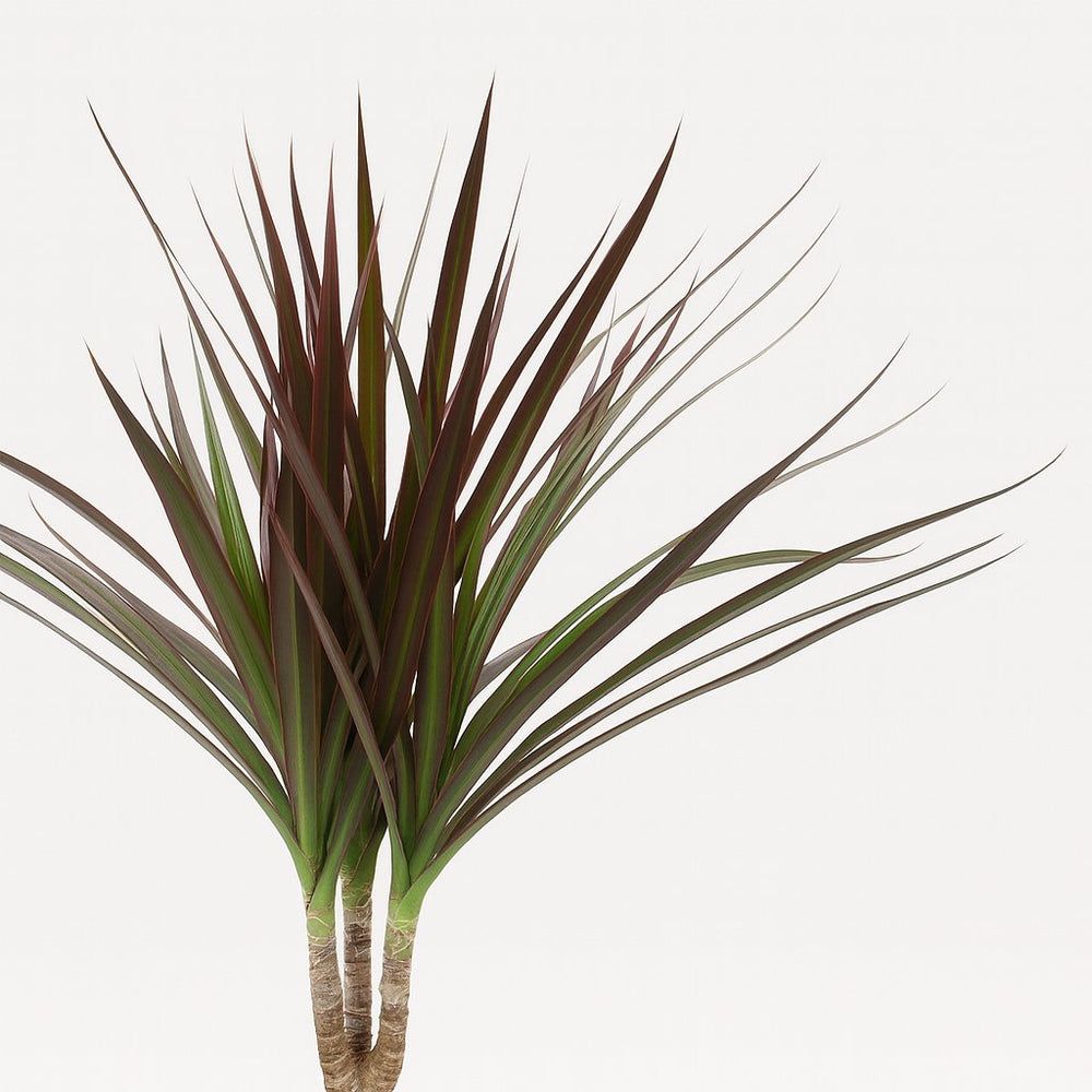 Dracaena Magenta 50cm im Ø12cm Topf Nahaufnahme