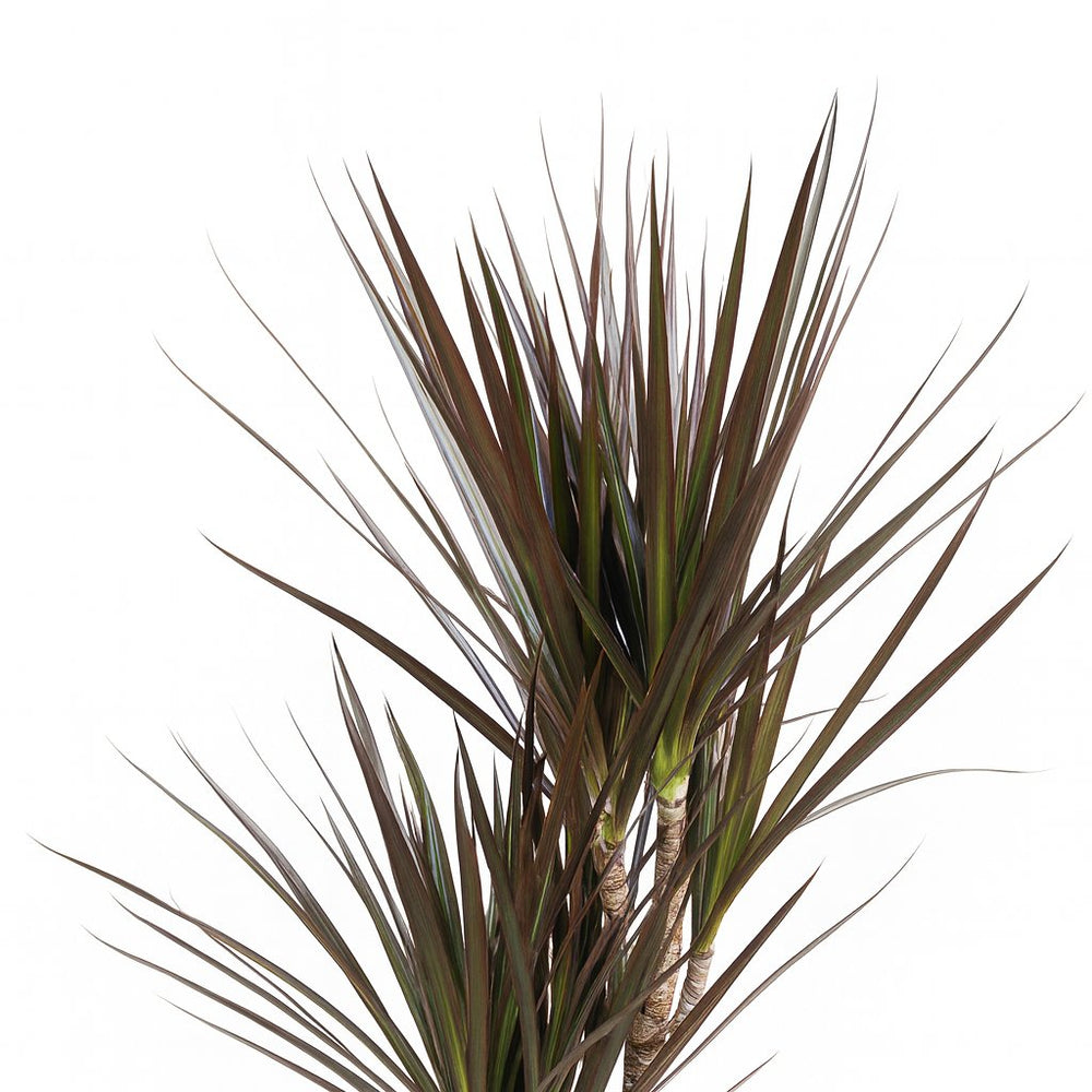 Dracaena Magenta 80cm im Ø17cm Topf Nahaufnahme