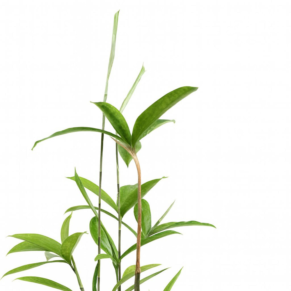 Dracaena Surculosa 55cm Nahaufnahme