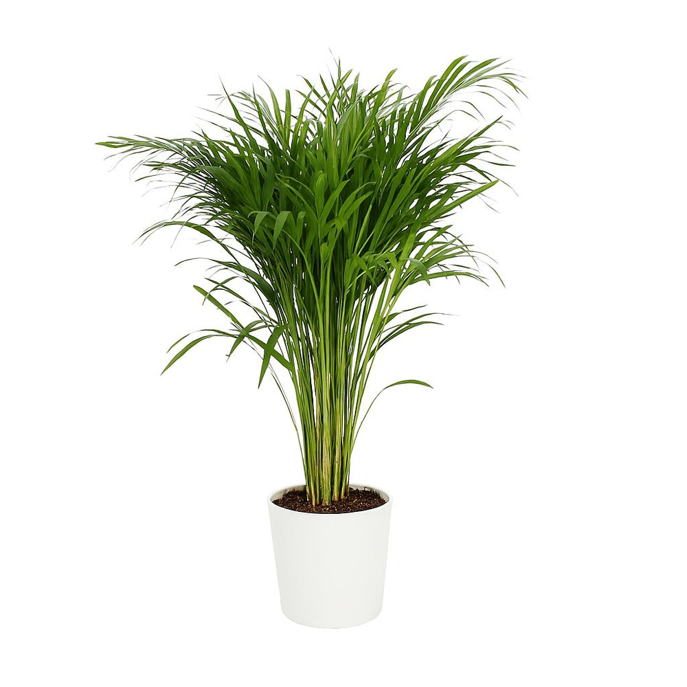 Dypsis Lutescens 110cm im 21cm Topf