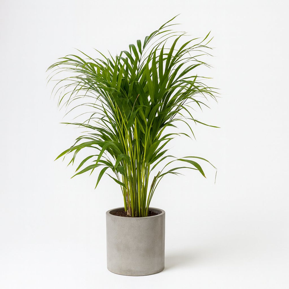 Dypsis Lutescens 100cm im 21cm Topf