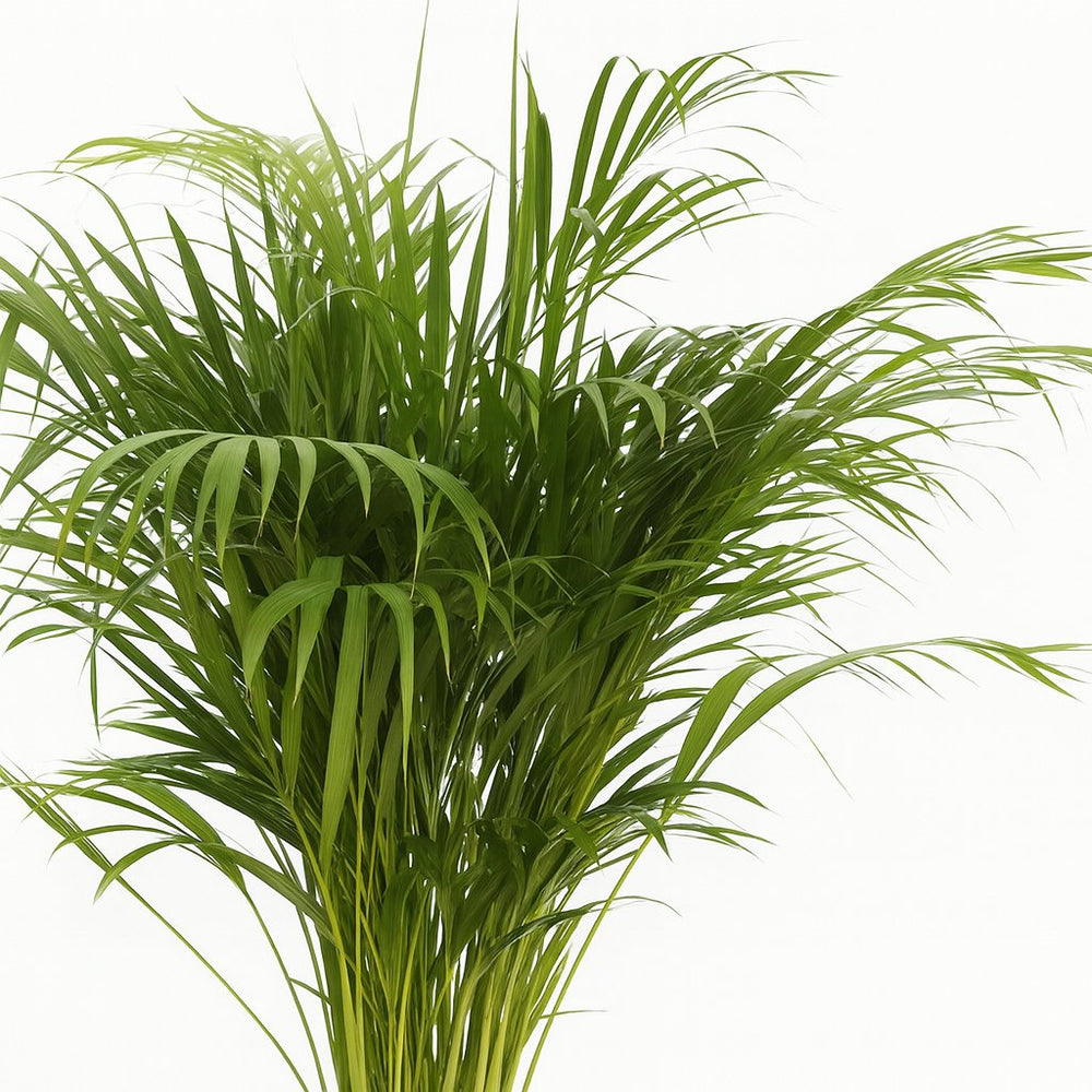 Dypsis Lutescens 110cm Nahaufnahme