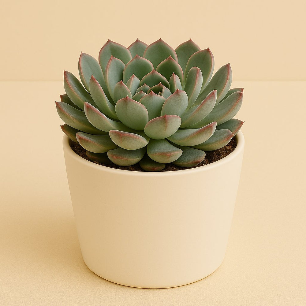 Echeveria Pelisuda 30cm im 17cm Topf