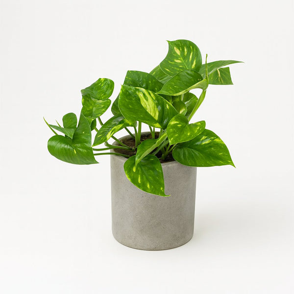 Epipremnum Aureum 20cm im 12cm Topf