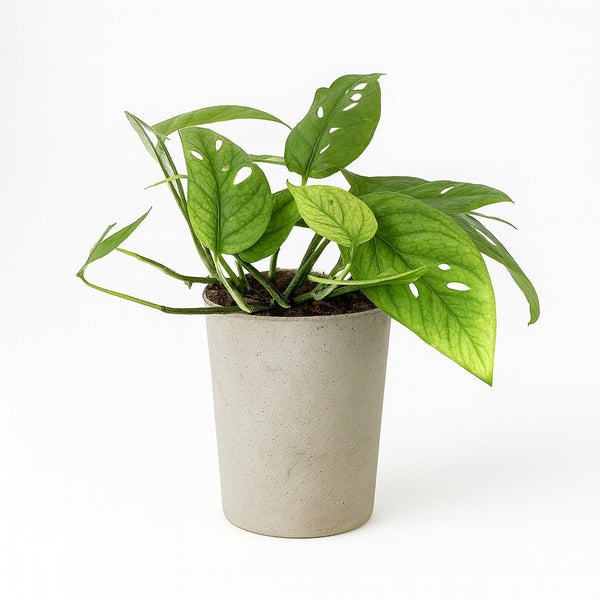 Epipremnum Cebu Blue - 20cm im Ø12cm Topf in einem modernen Studio