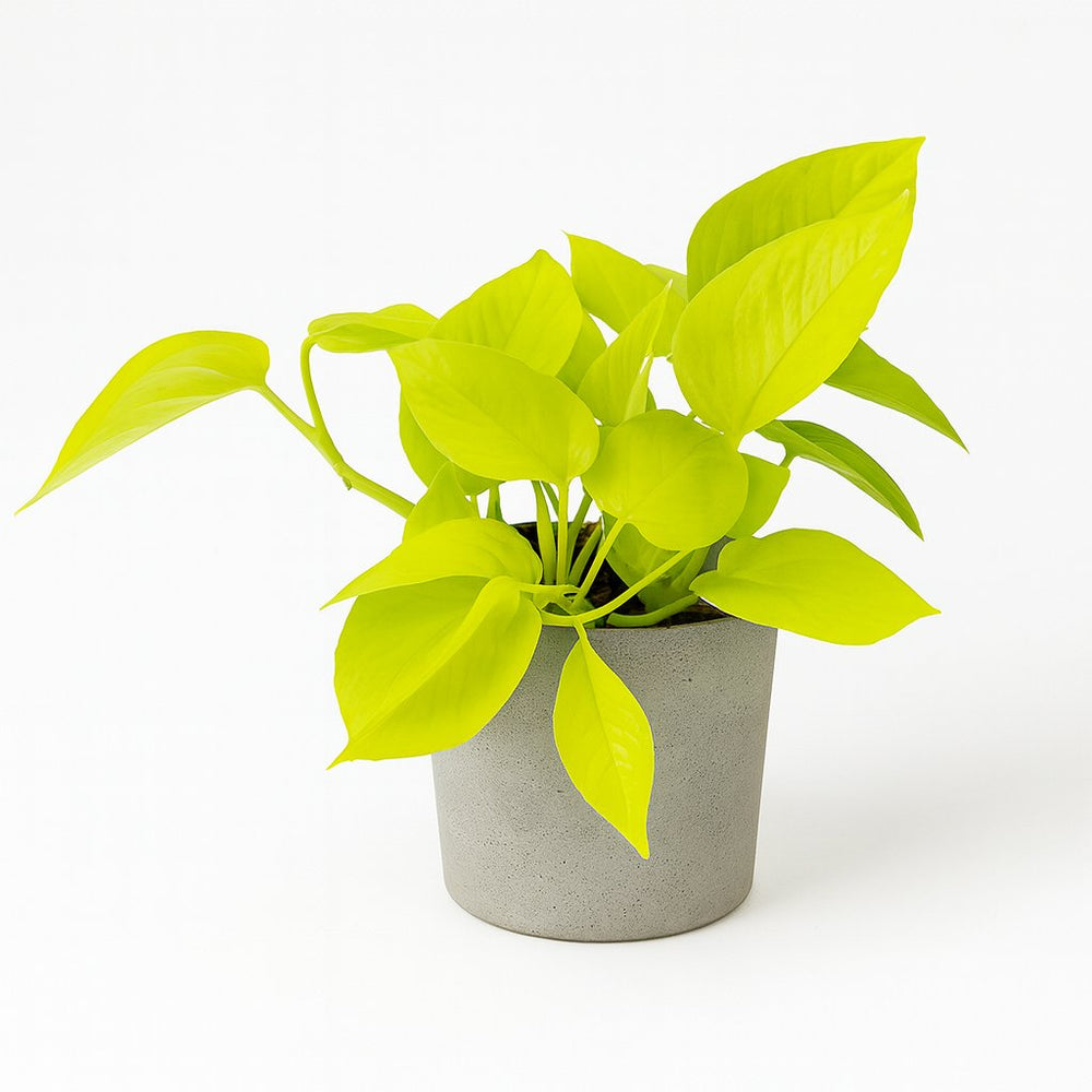 Epipremnum Golden Pothos - 15cm im Ø12cm Topf in einem modernen Studio