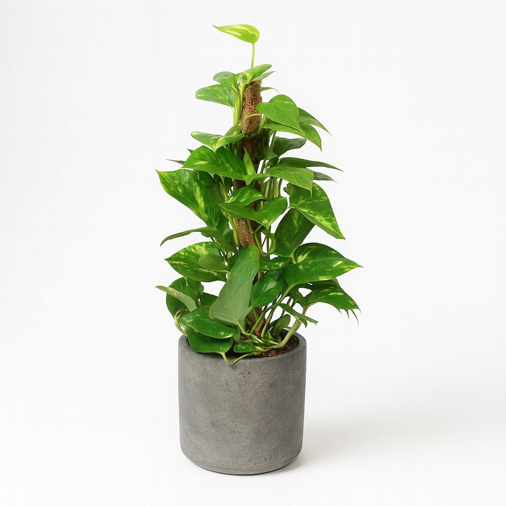 Epipremnum Pinnatum - 60cm im Ø15cm Topf in einem modernen Studio