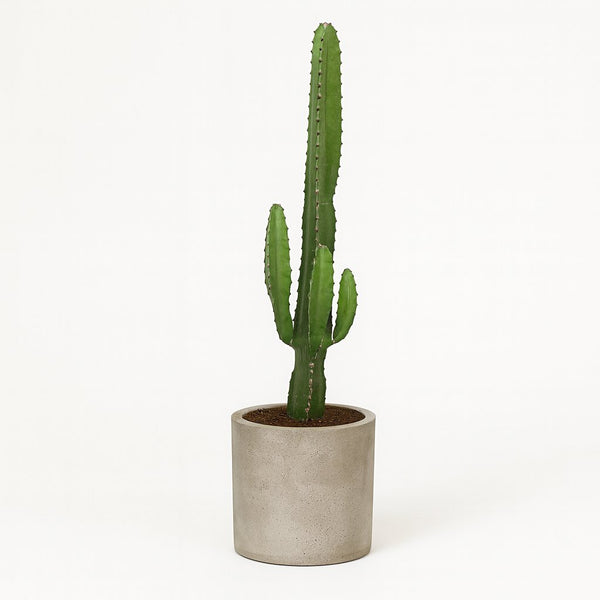 Euphorbia Acrurensis 50cm im 17cm Topf