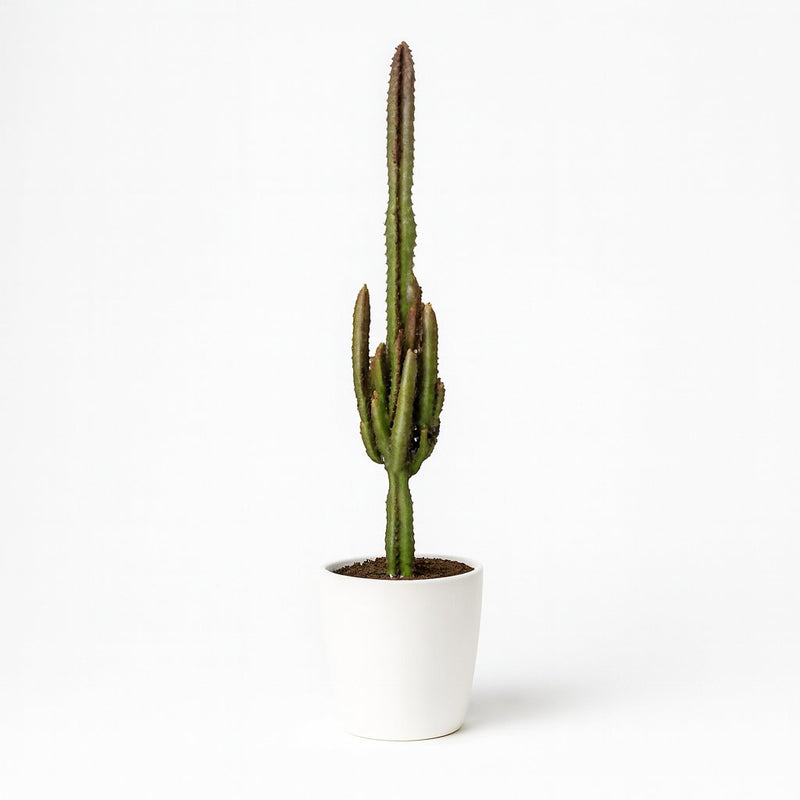 Euphorbia Trigona Rubra Detail