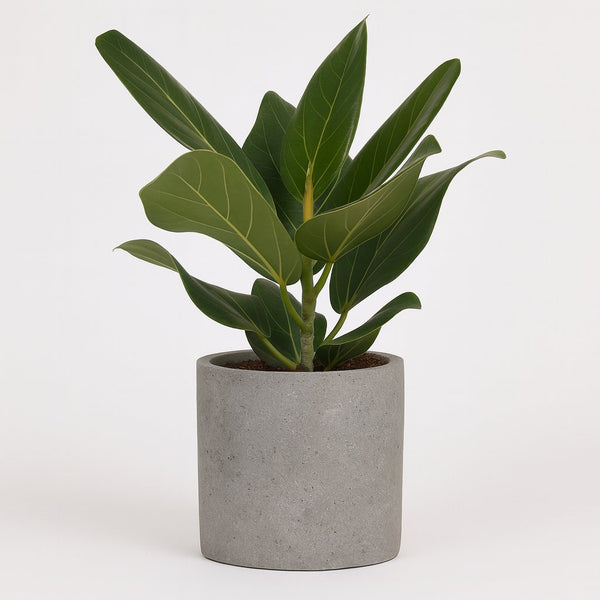 Ficus Benghalensis 25cm im 12cm Topf