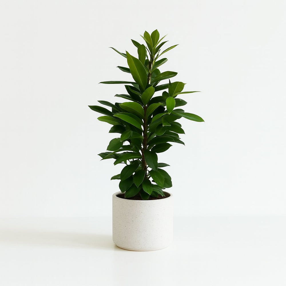 Ficus Cyathistipula 105cm im 21cm Topf