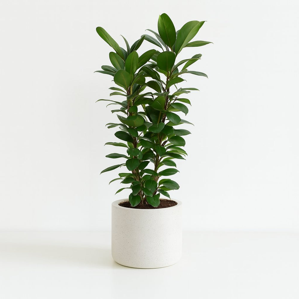 Ficus Cyathistipula 120cm im 27cm Topf