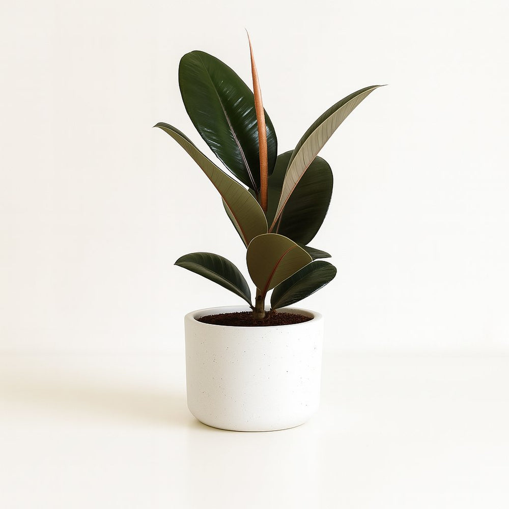 Ficus Elastica Robusta - 35cm im Ø12cm Topf in einem modernen Studio
