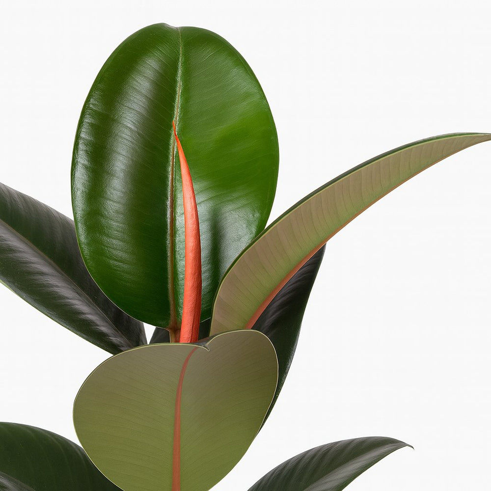 Ficus Elastica Robusta - 55cm, Nahaufnahme der glänzenden dunkelgrünen Blätter