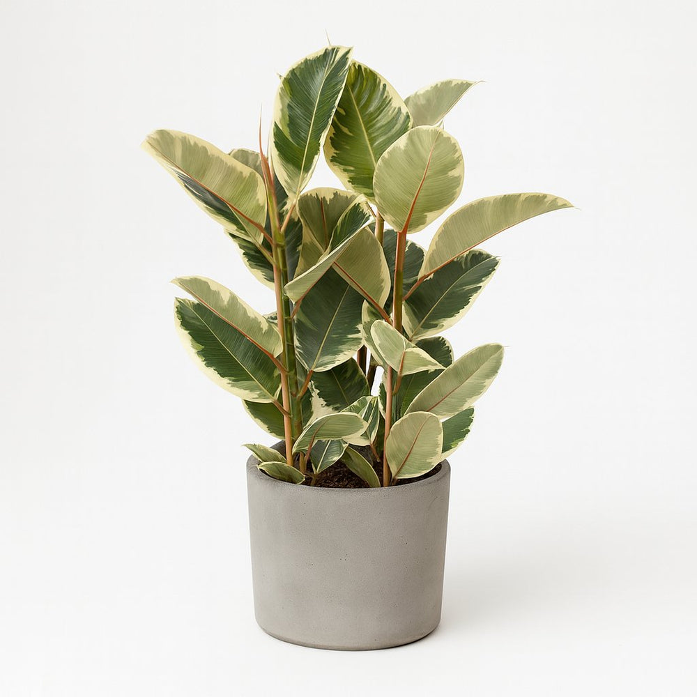 Ficus Elastica Tineke - 100cm im Ø27cm Topf in einem modernen Studio
