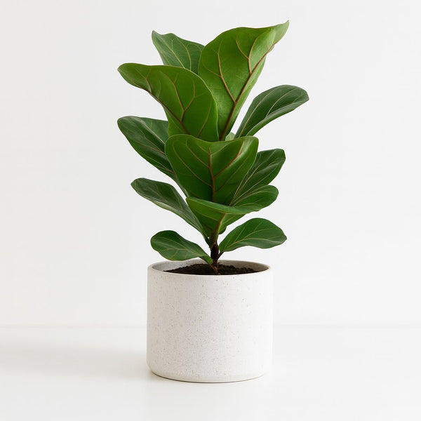 Ficus Lyrata 30cm im 12cm Topf