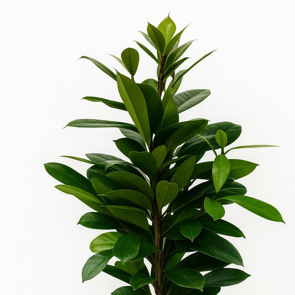 Ficus Cyathistipula 105cm im 21cm Topf Nahaufnahme