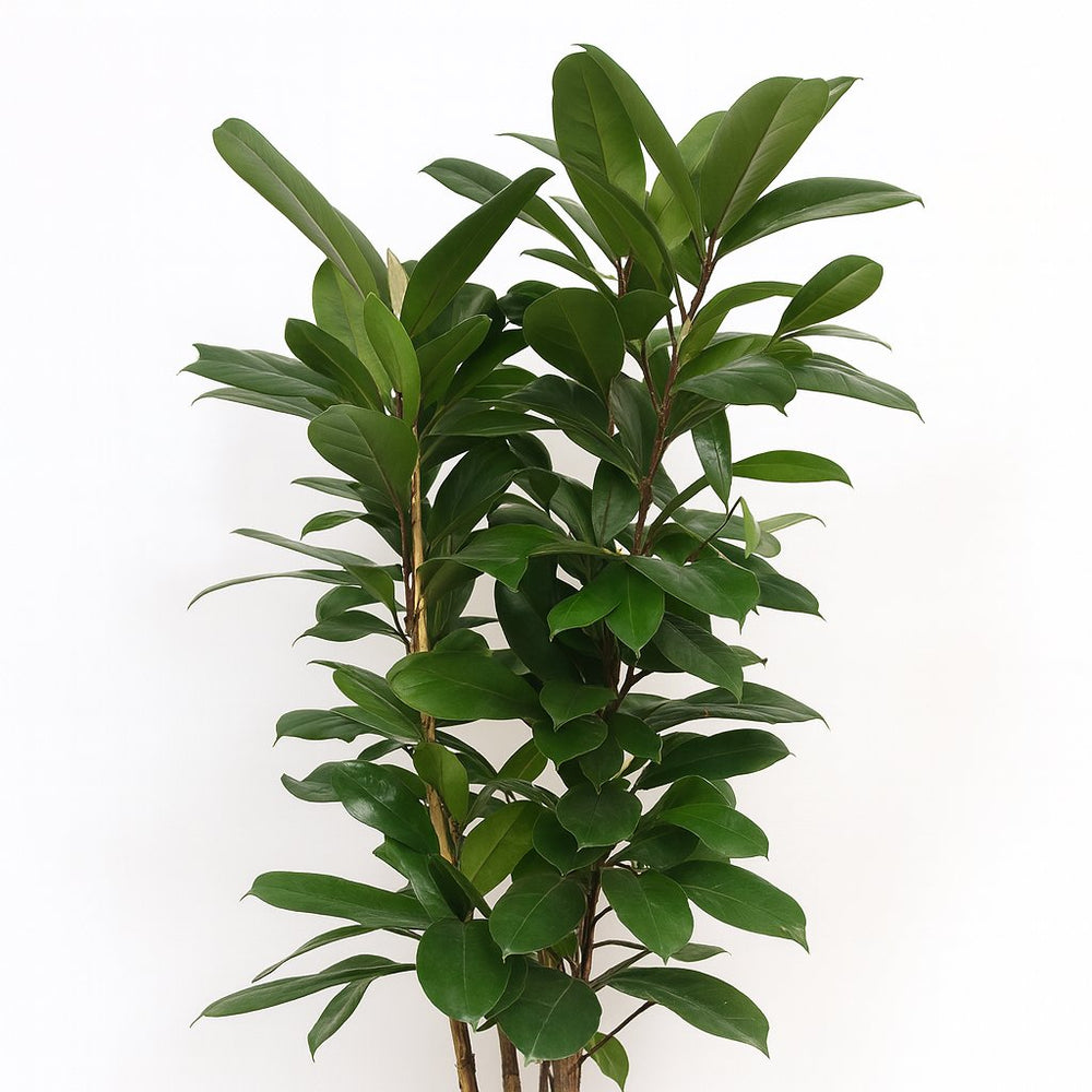 Ficus Cyathistipula 120cm im 27cm Topf Nahaufnahme