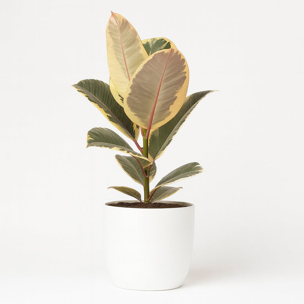 Ficus Elastica Tineke - 50cm im Ø17cm Topf in einem modernen Studio