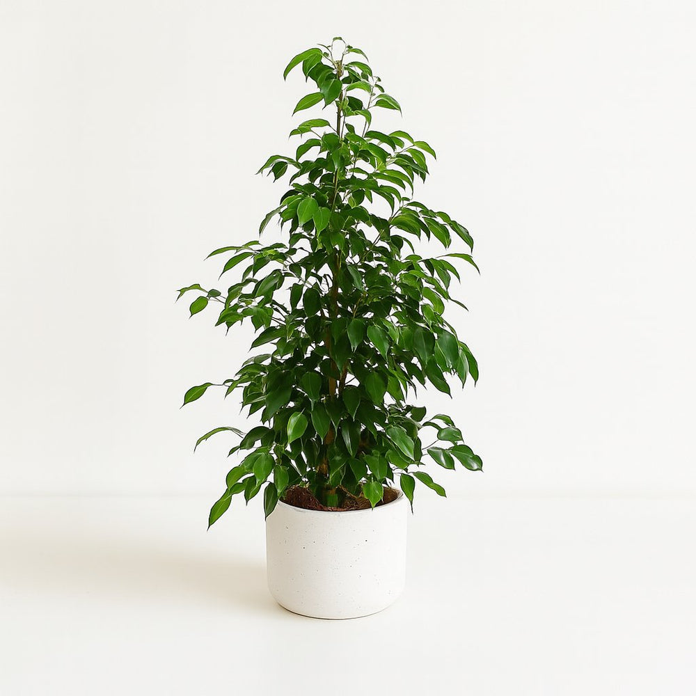 Ficus Benjamina Danielle 95cm im 21cm Topf