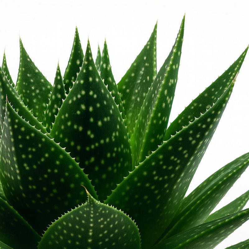 Gasteria Hybride Aurora Detail