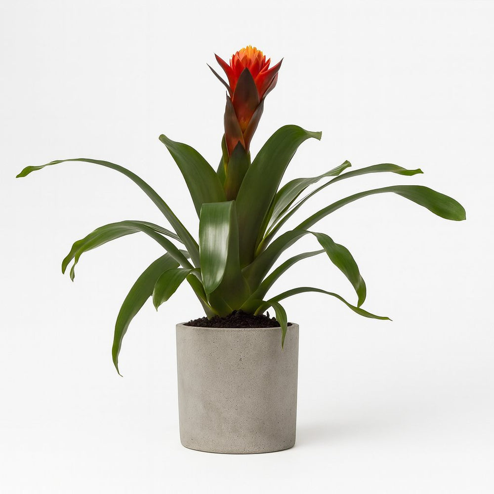 Guzmania Happiness 45cm im 12cm Topf
