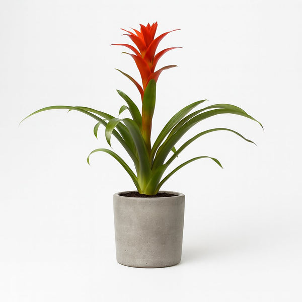 Guzmania Ostara 45cm im 12cm Topf
