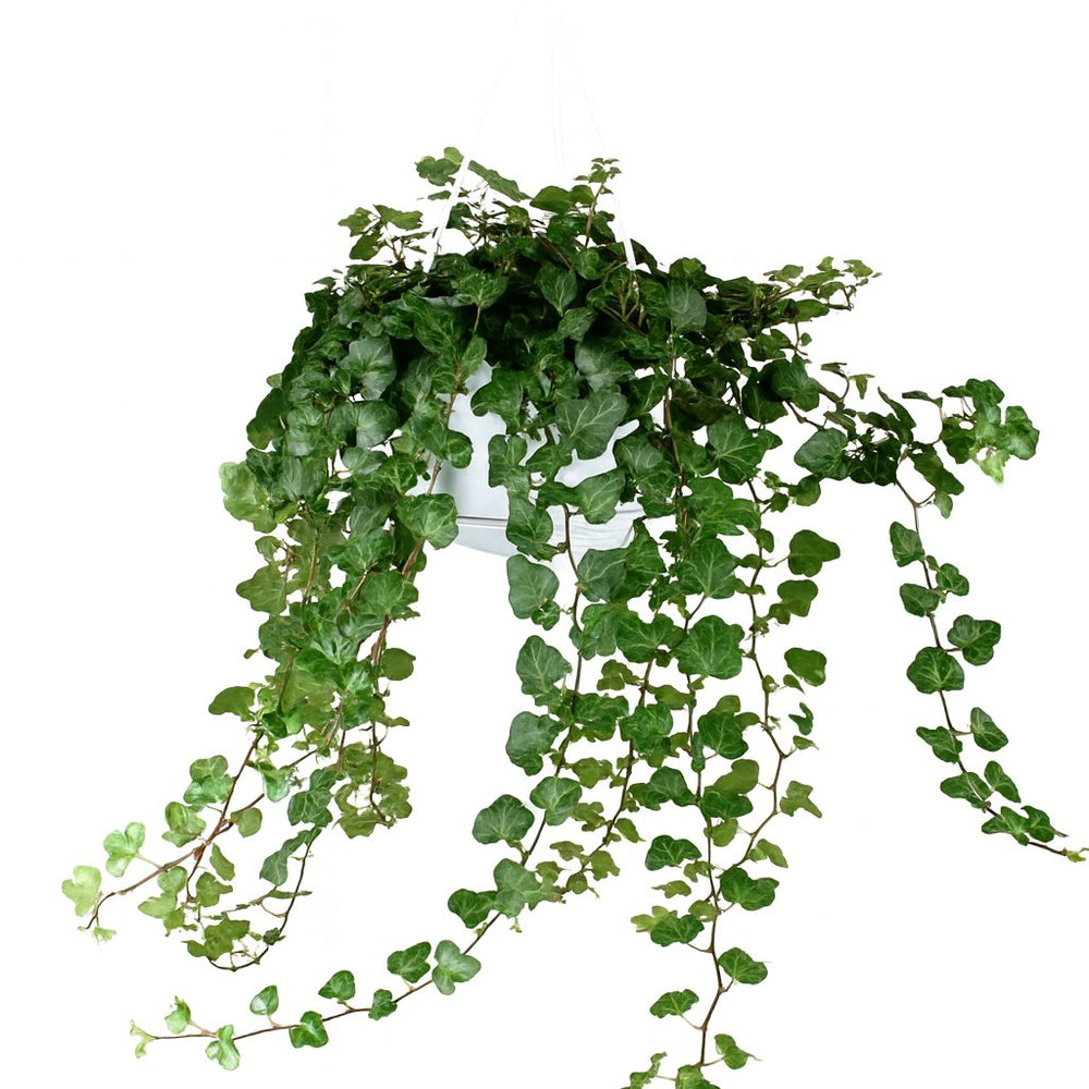 Hedera Wonder Green 70cm im 24cm Topf