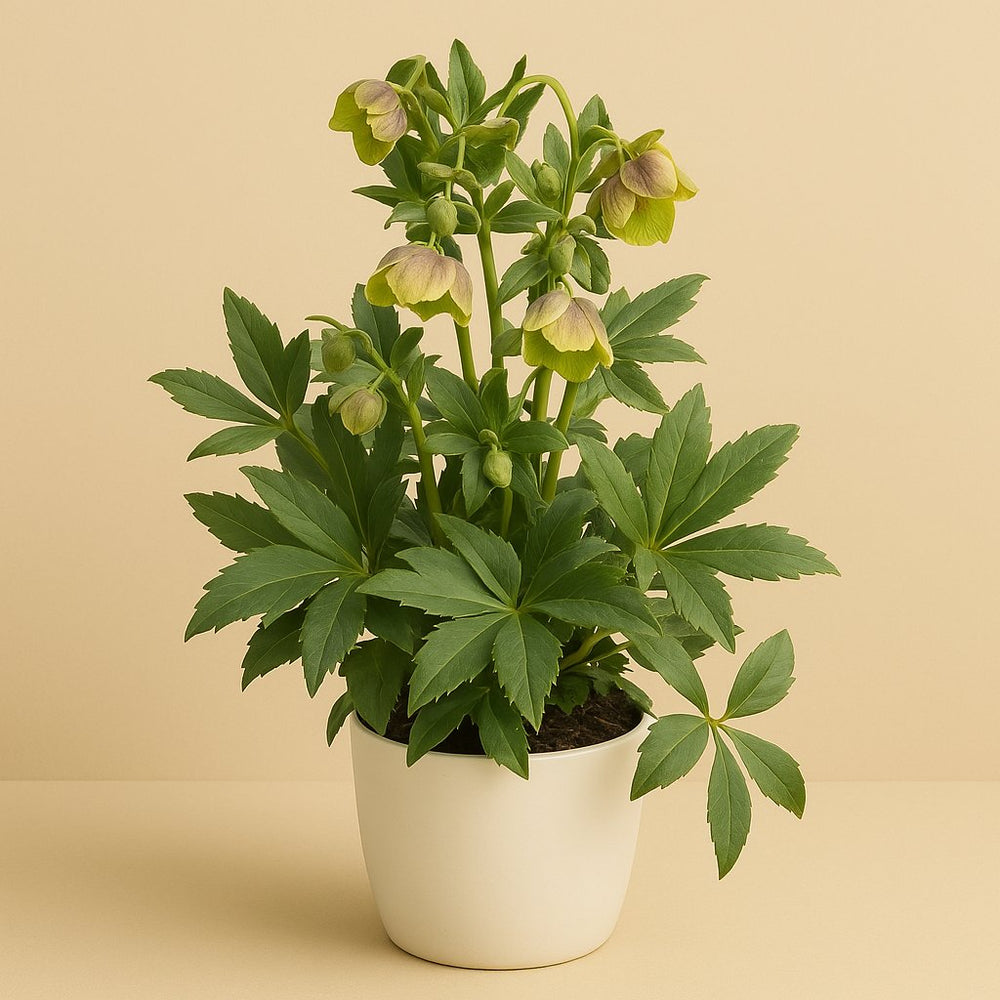 Helleborus Winterbells 45cm im 17cm Topf